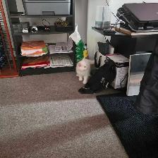 chaton hymalaien - Photo 2