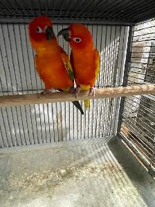 Red pied Sun conure pairs.
