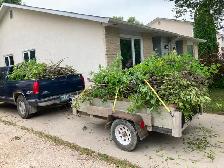 Two Punks Junk Removal, Tree Trimming, Yard Care, and More! - Photo 3