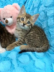 •••⭐️❤️Bengal mix Kittens ❤️⭐️•••(647) 362-8118