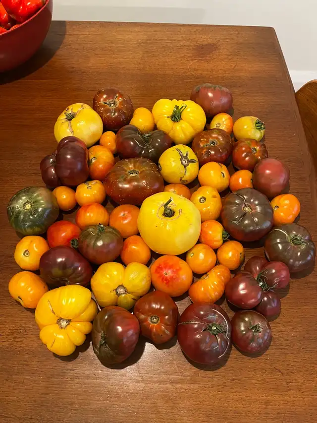 12 LBS of Heirloom Tomatoes for Quick Sale - take the whole box!