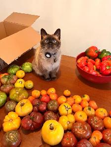 12 LBS of Heirloom Tomatoes for Quick Sale - take the whole box! - Photo 3