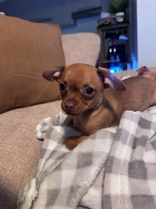 CHIWAWA A VENDRE (2 mois )