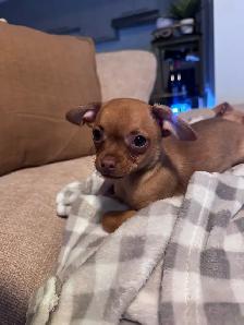 CHIWAWA A VENDRE (2 mois )