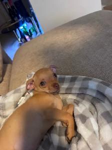 CHIWAWA A VENDRE (2 mois ) - Photo 3