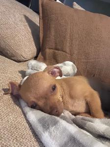 CHIWAWA A VENDRE (2 mois ) - Photo 4