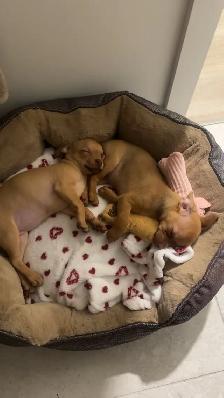 CHIWAWA A VENDRE (2 mois ) - Photo 5
