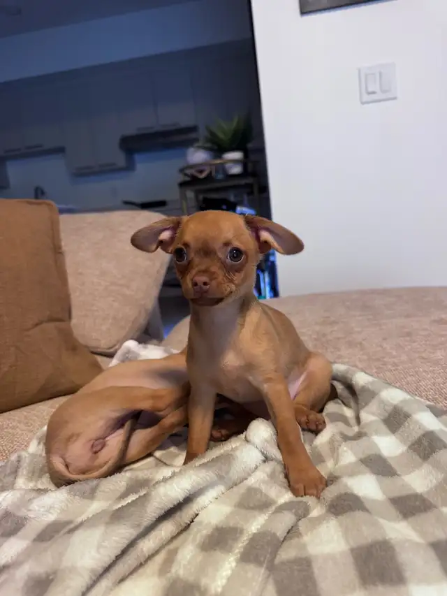 PETIT CHIWAWA A VENDRE