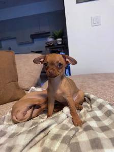 PETIT CHIWAWA A VENDRE