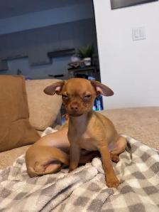 PETIT CHIWAWA A VENDRE - Photo 2