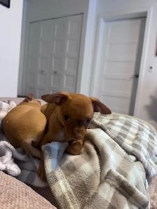PETIT CHIWAWA A VENDRE - Photo 3