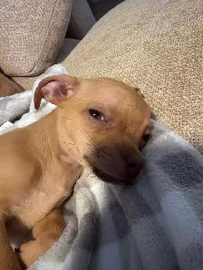 PETIT CHIWAWA A VENDRE - Photo 5