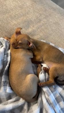 PETIT CHIWAWA A VENDRE - Photo 7