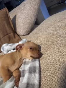 PETIT CHIWAWA A VENDRE - Photo 8