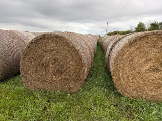 Rained on hay