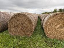 Rained on hay