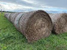 Rained on hay - Photo 3