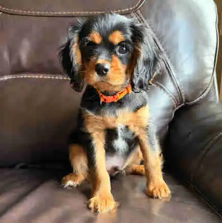 Cavalier King Charles Spaniel Puppies