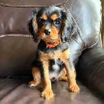 Cavalier King Charles Spaniel Puppies