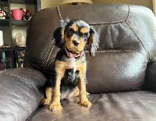 Cavalier King Charles Spaniel Puppies - Photo 2