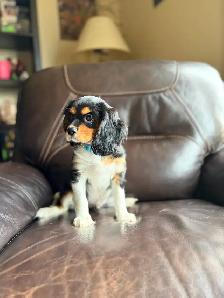 Cavalier King Charles Spaniel Puppies - Photo 3