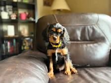 Cavalier King Charles Spaniel Puppies - Photo 4