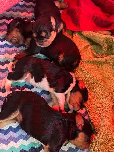 Cavalier King Charles Spaniel Puppies - Photo 5