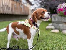 Cavalier King Charles Spaniel Puppies - Photo 6