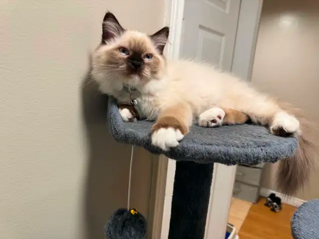 himalayan male kittens