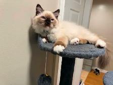 himalayan male kittens