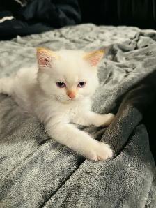 himalayan male kittens - Photo 2