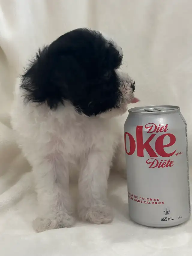Mini Aussiedoodles