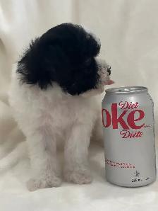 Mini Aussiedoodles