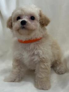 Mini Aussiedoodles - Photo 2