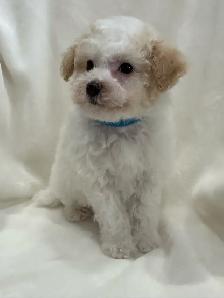 Mini Aussiedoodles - Photo 3