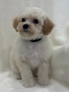 Mini Aussiedoodles - Photo 4