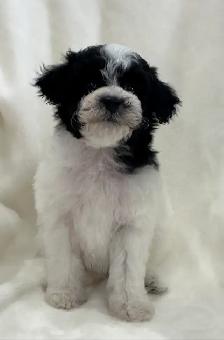 Mini Aussiedoodles - Photo 5