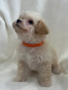 Mini Aussiedoodles - Photo 6