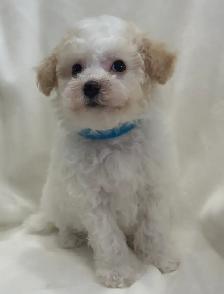 Mini Aussiedoodles - Photo 7