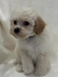 Mini Aussiedoodles - Photo 8
