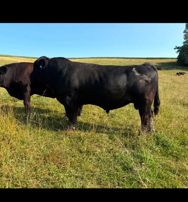 3yr old Simmental Bull
