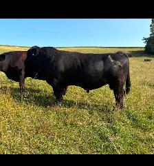 3yr old Simmental Bull