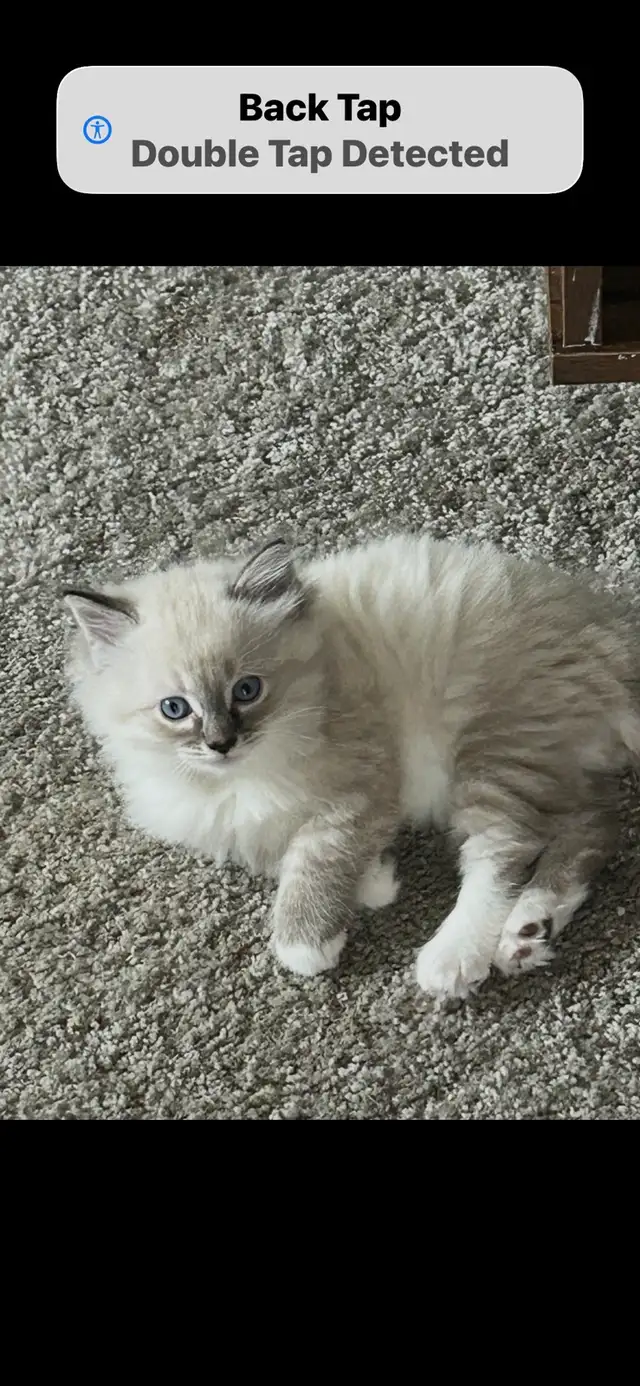 female ragdoll/Siames