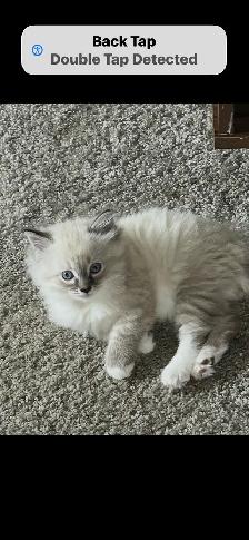 female ragdoll/Siames