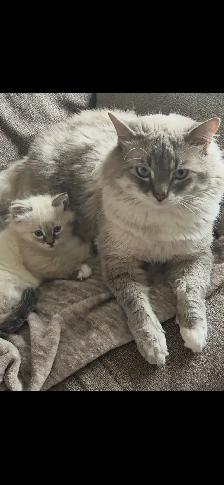 female ragdoll/Siames - Photo 2