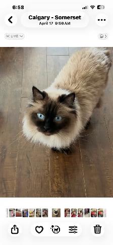 female ragdoll/Siames - Photo 3