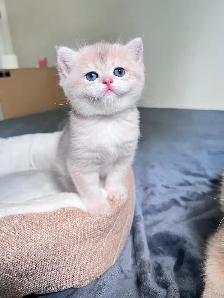 British Shorthair Boys /Black&Blue Golden Chinchilla/ TICA