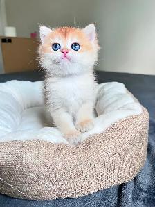 British Shorthair Boys /Black&Blue Golden Chinchilla/ TICA - Photo 2
