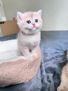 British Shorthair Boys /Black&Blue Golden Chinchilla/ TICA - Photo 3