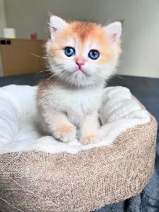 British Shorthair Boys /Black&Blue Golden Chinchilla/ TICA - Photo 4